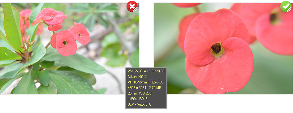 Perbandingan lensa standart dengan lensa converter macro